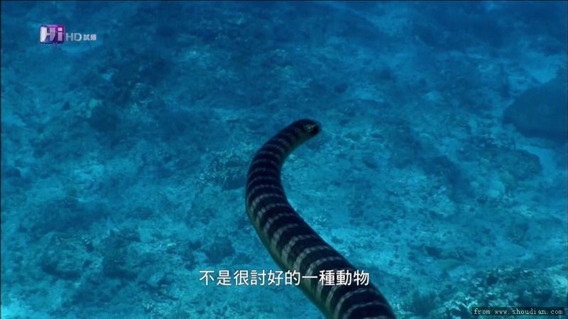 05-Sea_Snake_S.jpg